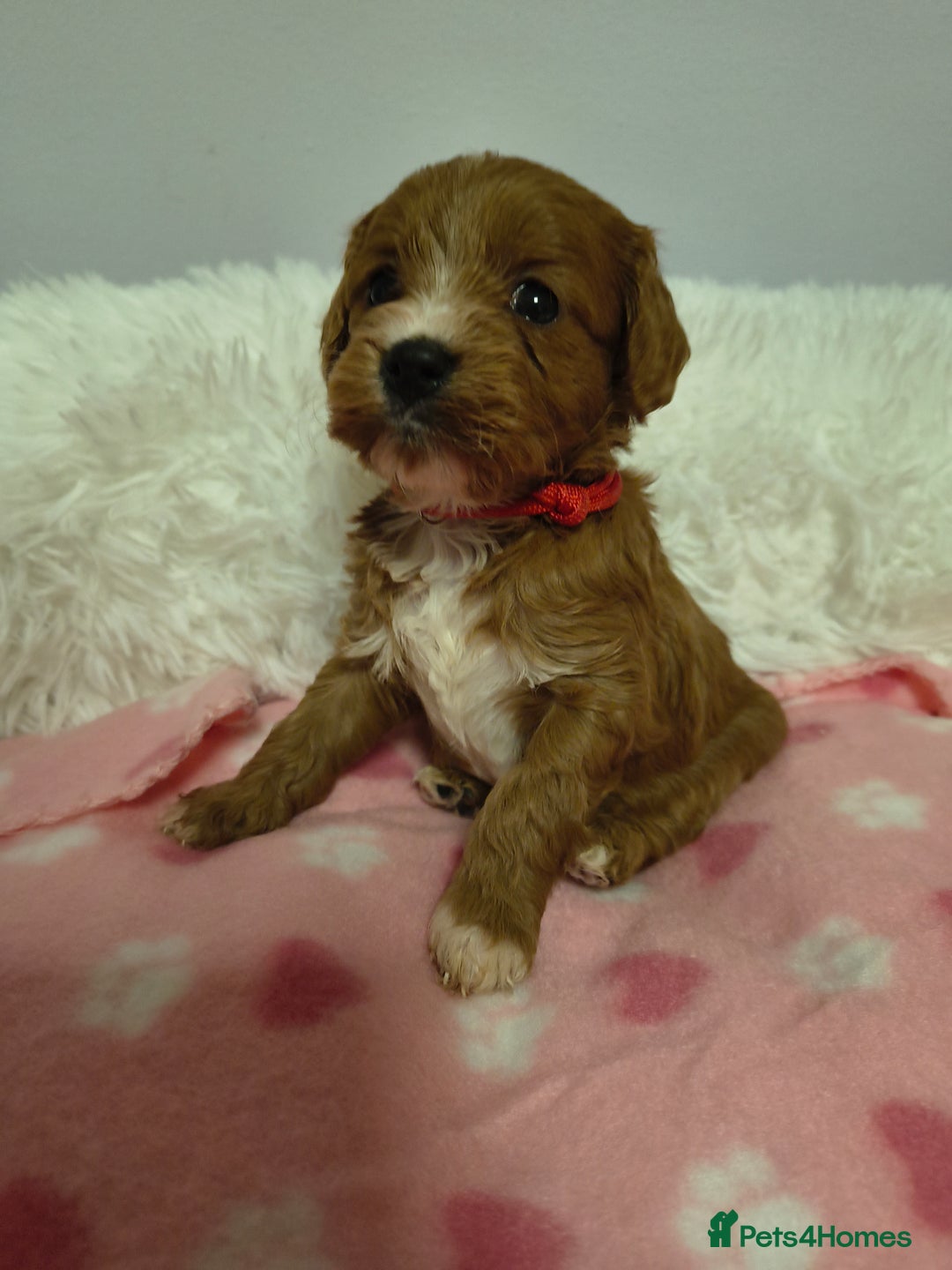 Cavapoo dogs for sale: Stunning litter of F1 cavapoo puppies,DWKC reg  - Advert 13