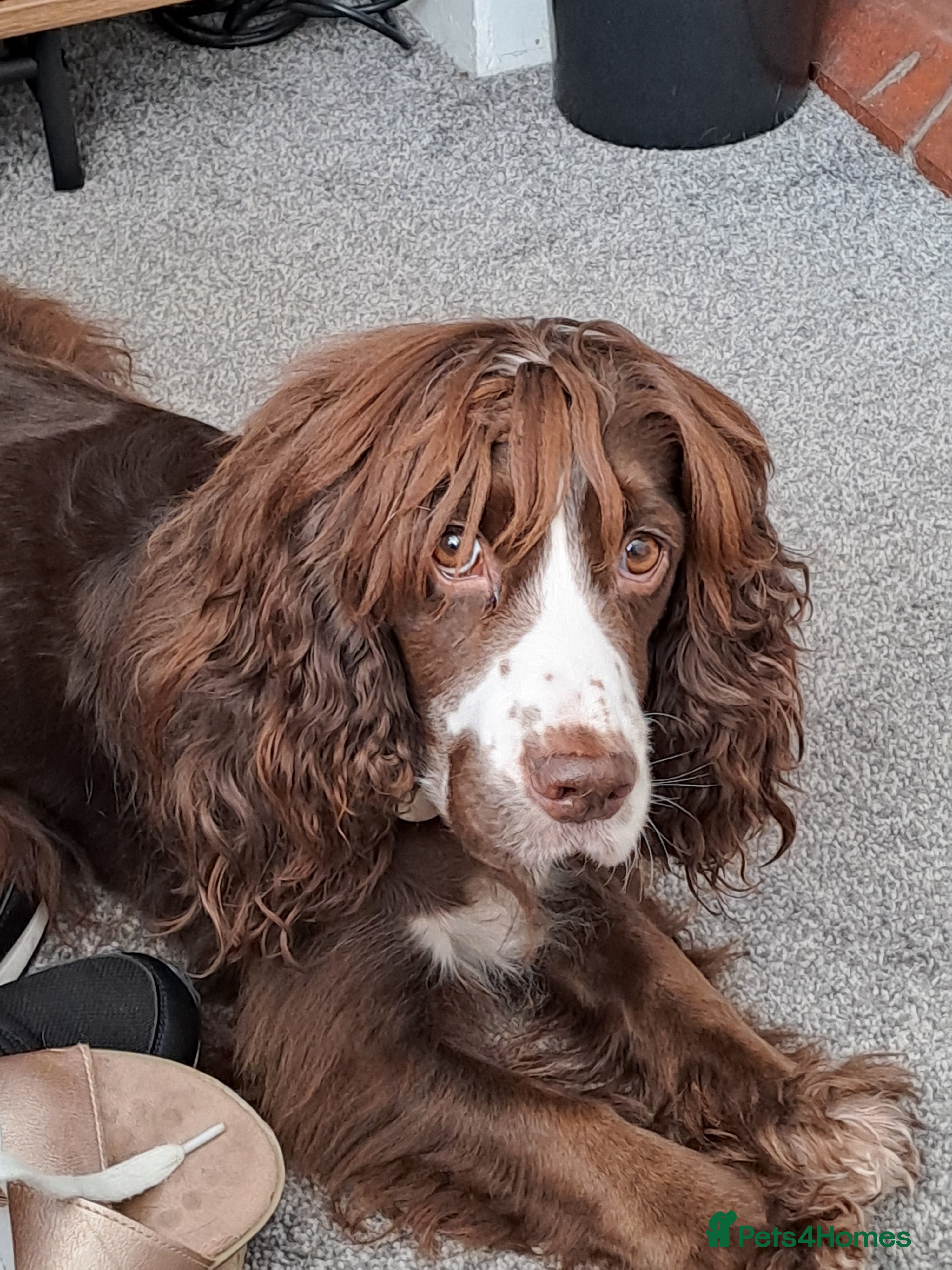 Cocker Spaniel dogs Cocker spaniel pups - Advert 2