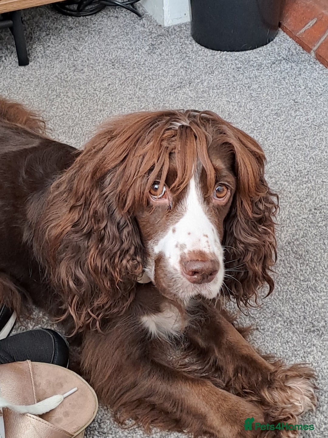 Cocker Spaniel dogs for sale: Cocker spaniel pups - Advert 1