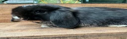 Mini Lop rabbits for sale: MINI LOP BUNNIES - PEDIGREE  in Ilminster - Advert 6