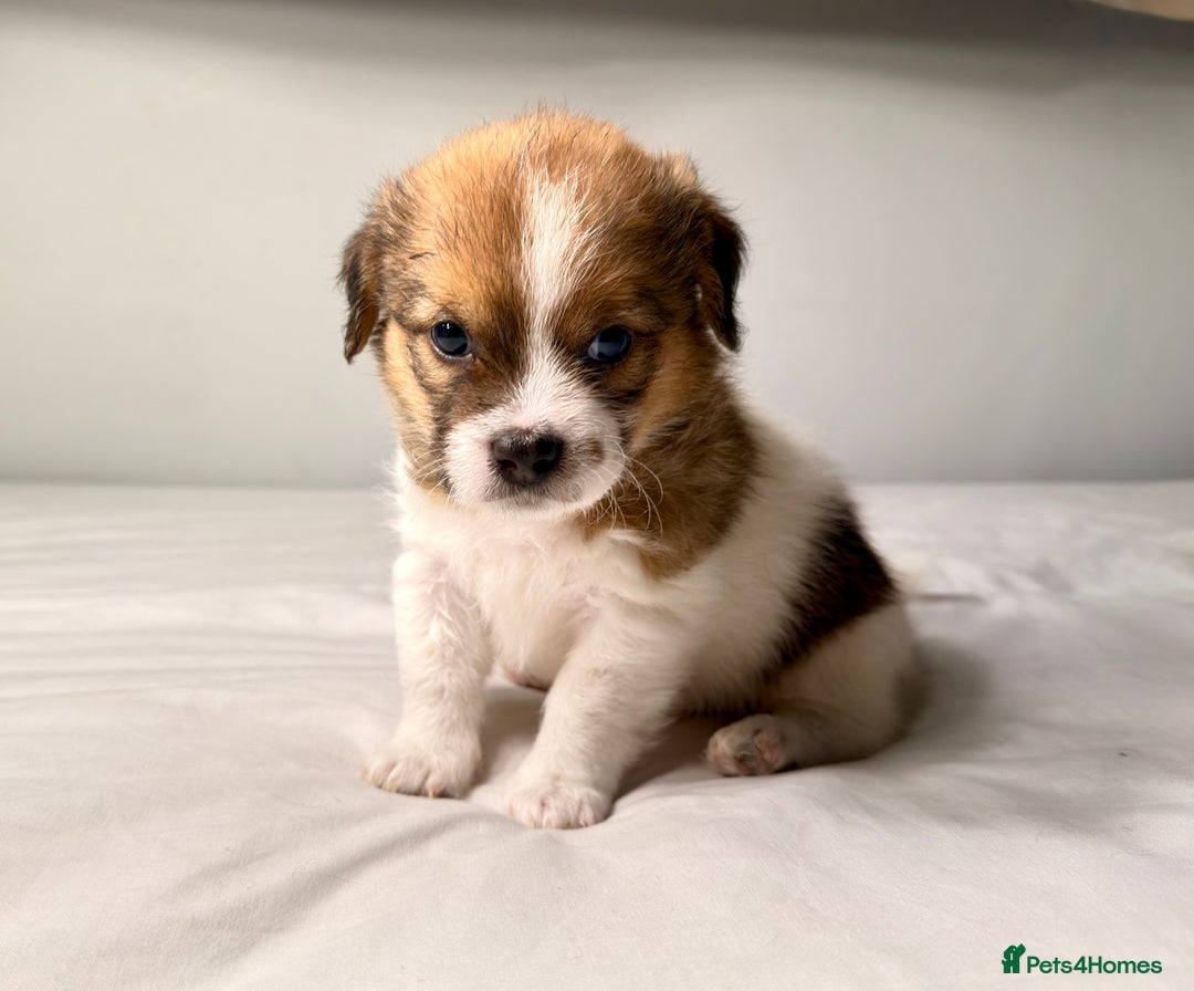 Mixed Breed dogs for sale: Stunning Jack tzu puppies. Jack Russell x Shih Tzu - Image 16