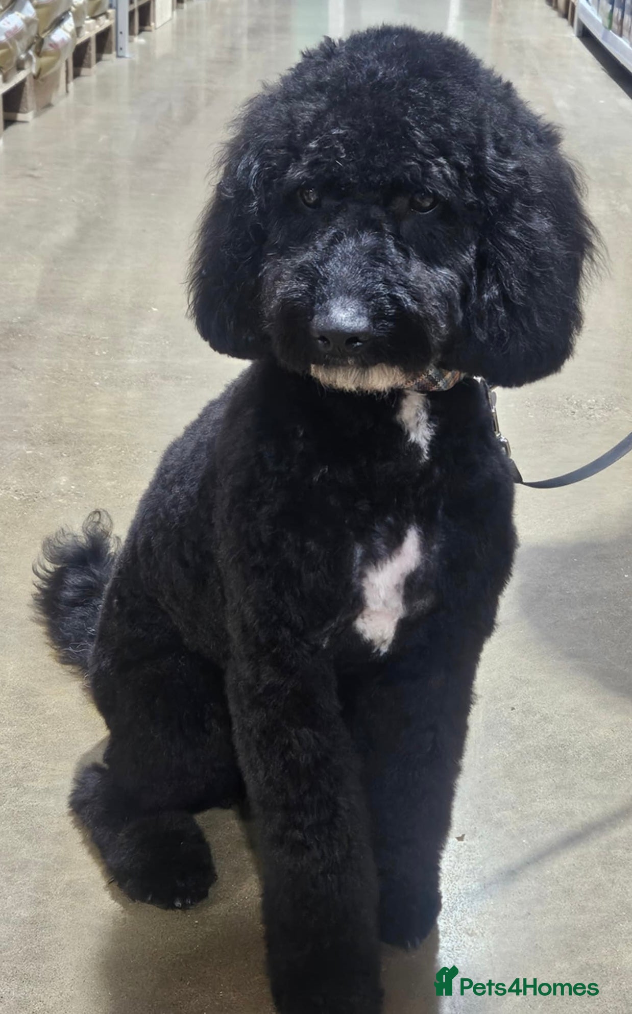 Cockapoo dogs Archie - Advert 1
