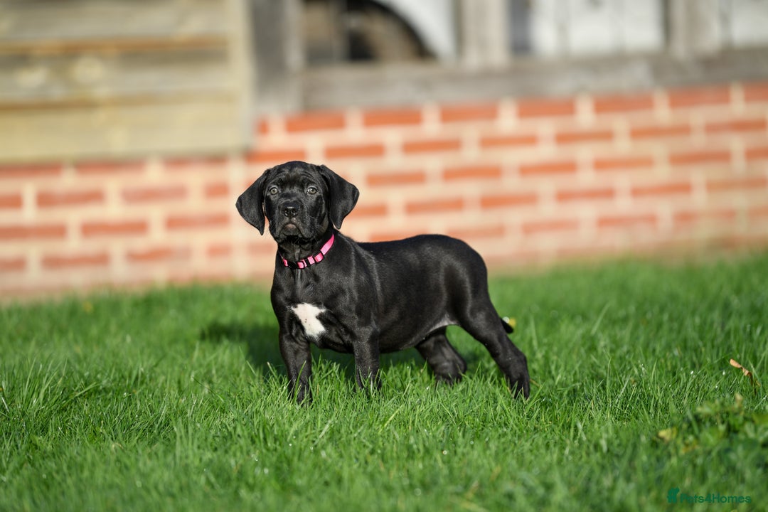 Cane Corso dogs for sale: Elite cane corso puppies  - Advert 15