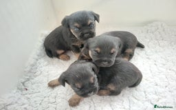Border Terrier dogs for sale: Blue and tan slem clear kc registered  - Image 5