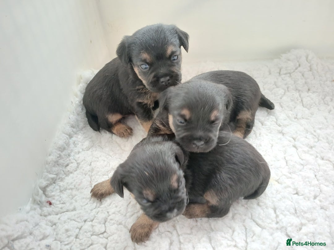 Border Terrier dogs for sale: Blue and tan slem clear kc registered  - Image 5