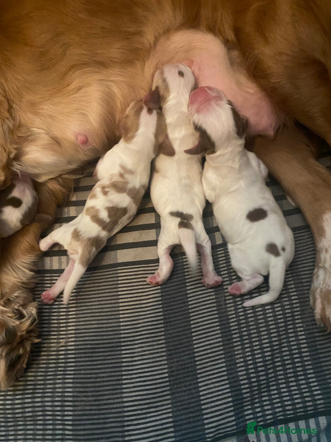 Cocker Spaniel dogs for sale: ‘Show Type’ Cocker Spaniel Puppies. KC Registered. - Advert 5