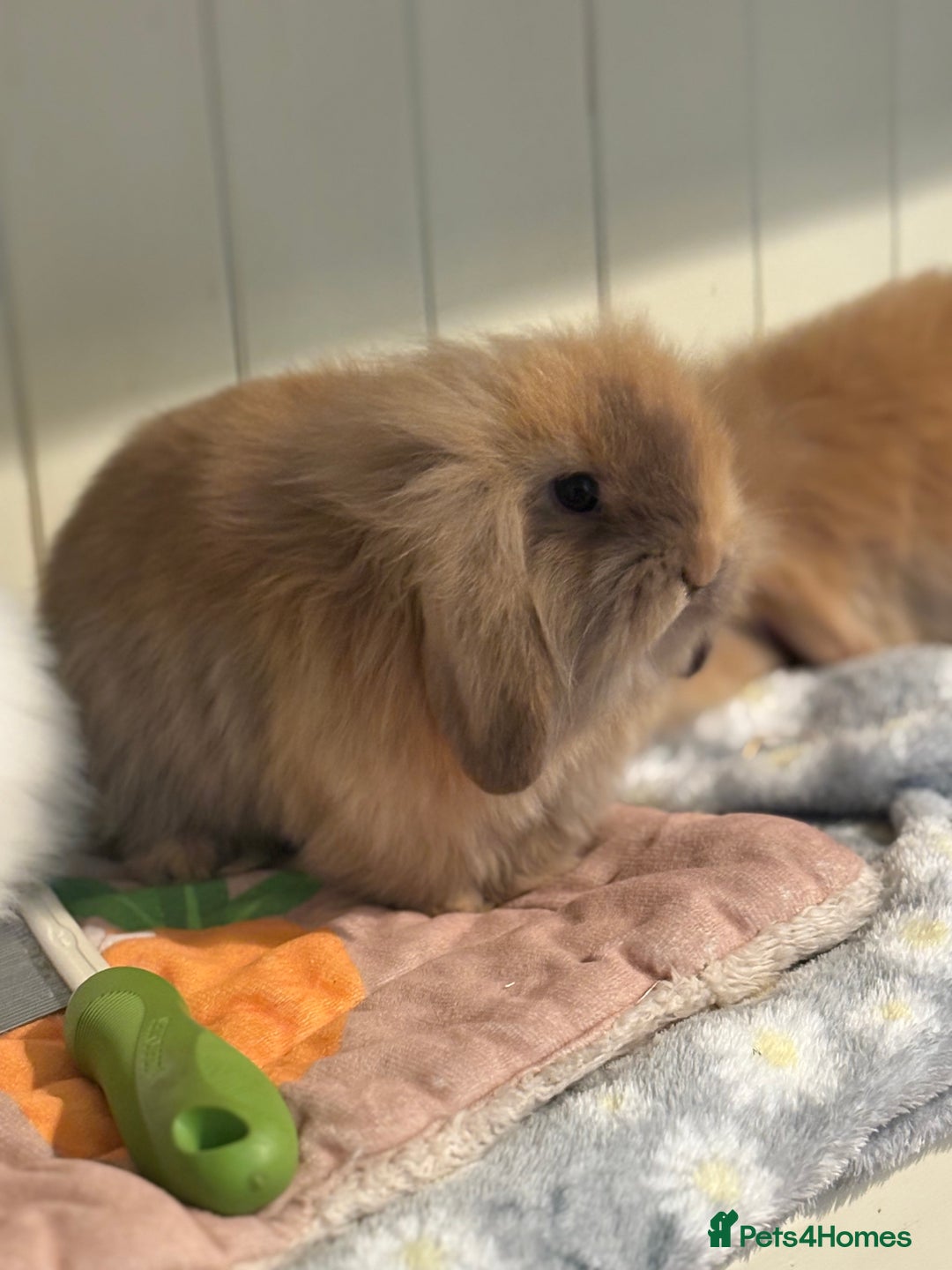 Mini Lop rabbits for sale: Vaccinated/raised indoors, mini lops and lion lop  - Advert 16
