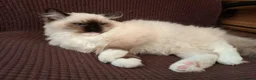 Ragdoll cats for sale: READY NOW!! GCCF Reg. Ragdolls SEAL MITTED in Bedford - Advert 6