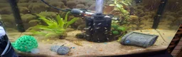 Mollies fish for sale: Mollies and platties tropical fish  - Advert 1