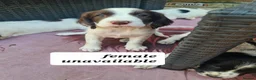 English Springer Spaniel dogs for sale: Engilish springer spaniel puppies  - Advert 7