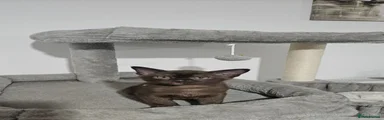 Burmese Kitten 4
