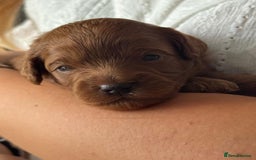 Cavapoo dogs for sale: Cavapoo pup for sale - Image 1