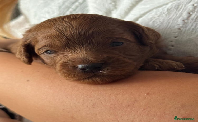 Cavapoo dogs - Advert 6