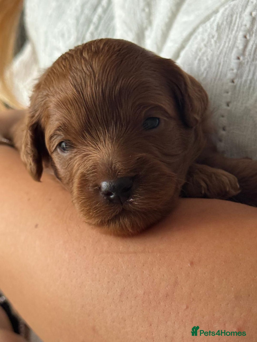 Cavapoo dogs for sale: Cavapoo pup for sale - Image 1