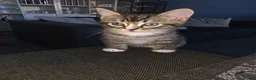 Mixed Breed cats for sale: 2 female kitten in Glasgow - Advert 8