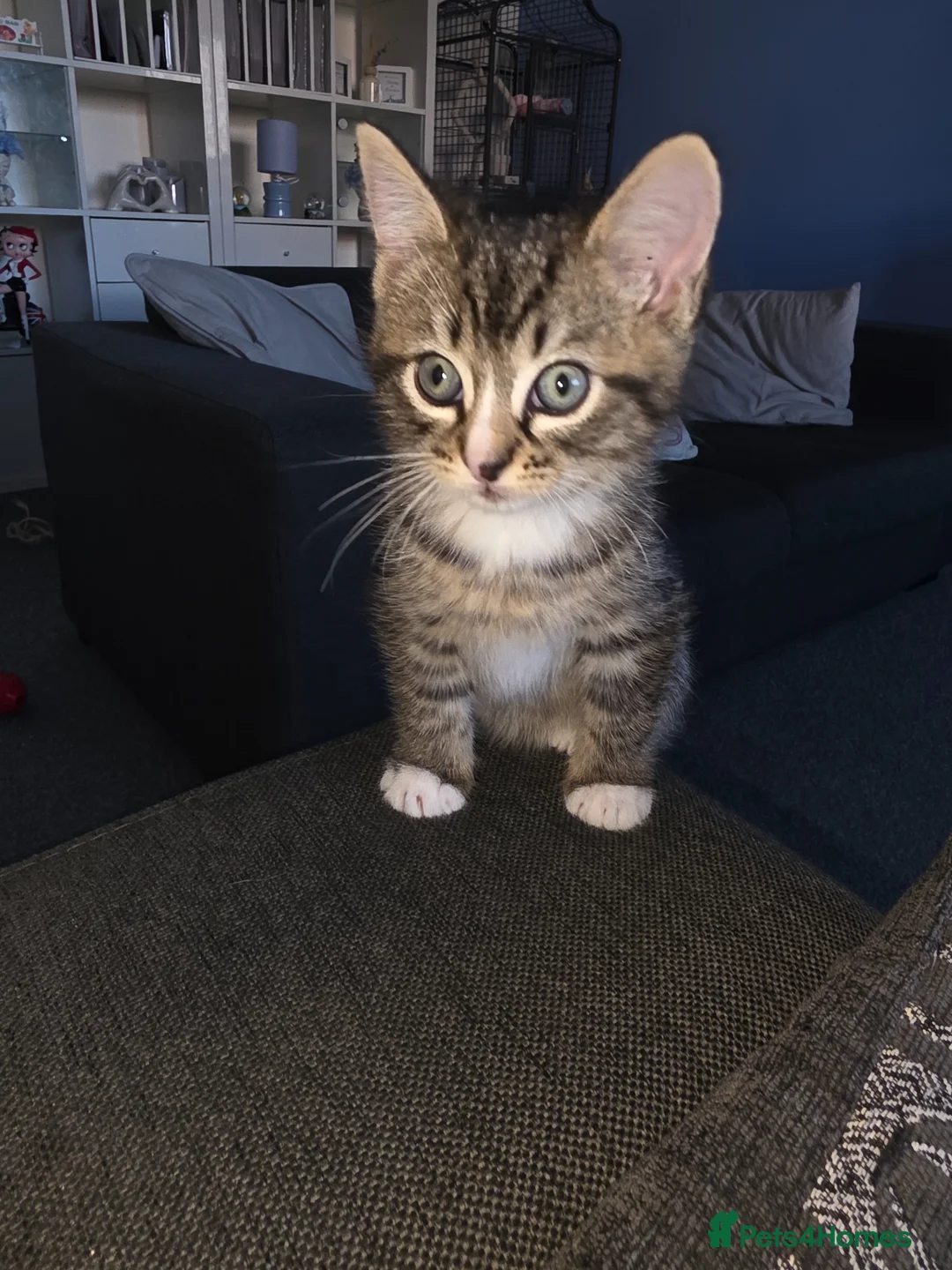 Mixed Breed cats for sale: 2 female kitten in Glasgow - Advert 8