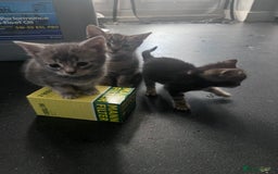 Mixed Breed cats for sale: 7 Beautiful tabby x British Short Hair ready - Image 8