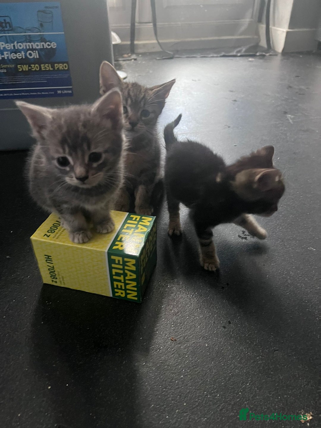 Mixed Breed cats for sale: 7 Beautiful tabby x British Short Hair ready - Image 8