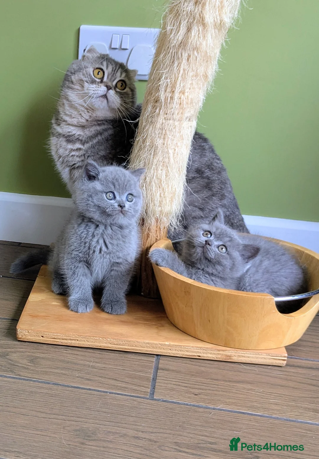British Shorthair cats for sale: Beautiful pedigree kittens  - Advert 2