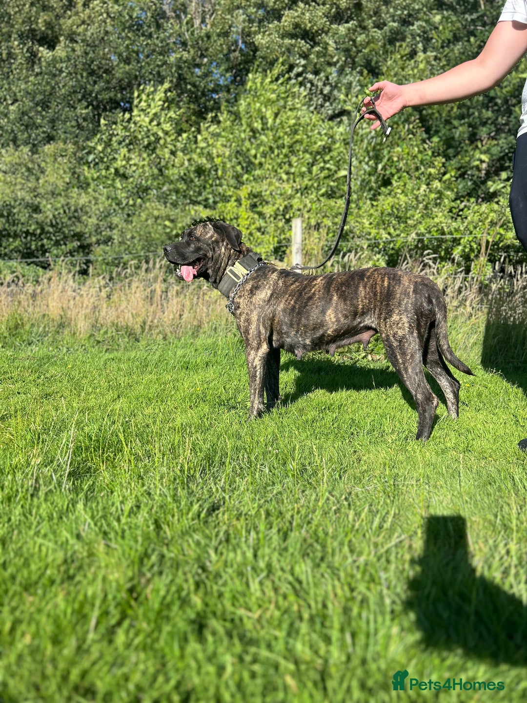 Presa Canario dogs for sale: Presa Canario puppies - Image 4