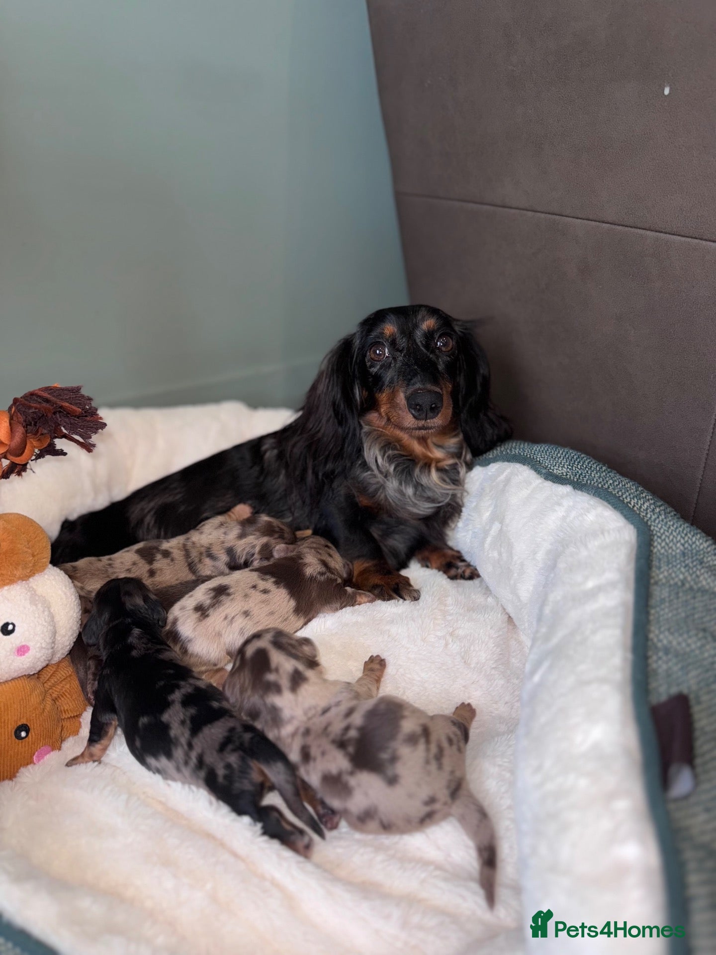 Miniature Dachshund dogs Long haired KC registered - Advert 2