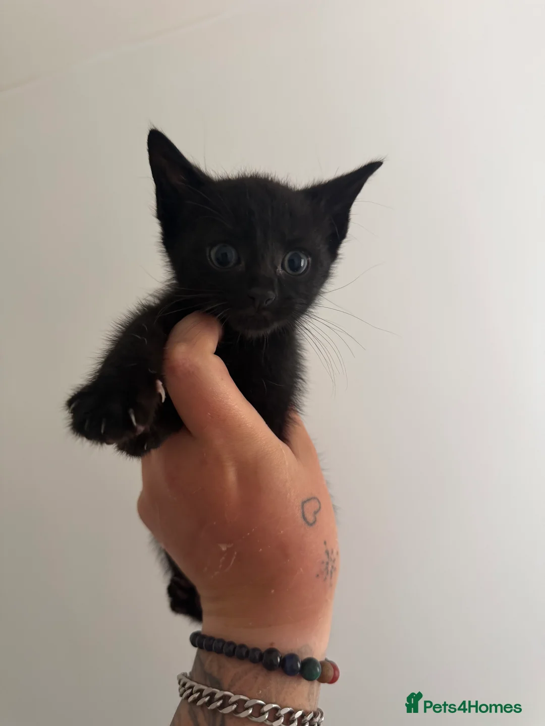 British Shorthair cats for sale: 3 kittens available  in Oldbury - Advert 4