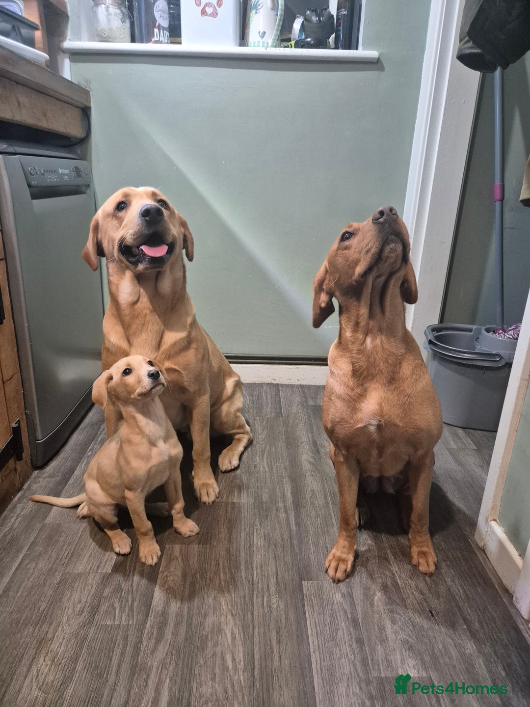 Labrador Retriever dogs for sale: Fox red labrador  - Advert 3