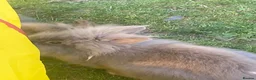 Lionhead rabbits for sale: Purebred lionheads  in Blackpool - Advert 3