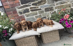 Cockapoo dogs for sale: Beautiful Toy Cockapoo puppies - Image 10