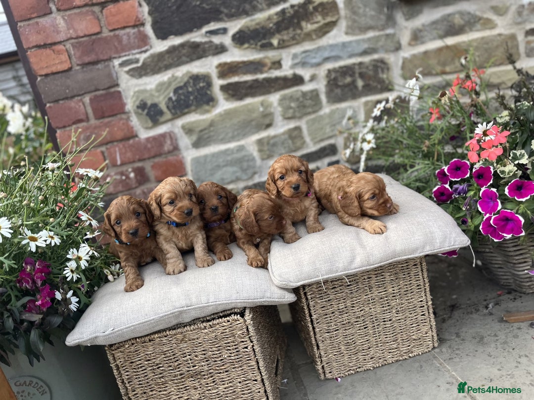 Cockapoo dogs for sale: Beautiful Toy Cockapoo puppies - Image 10