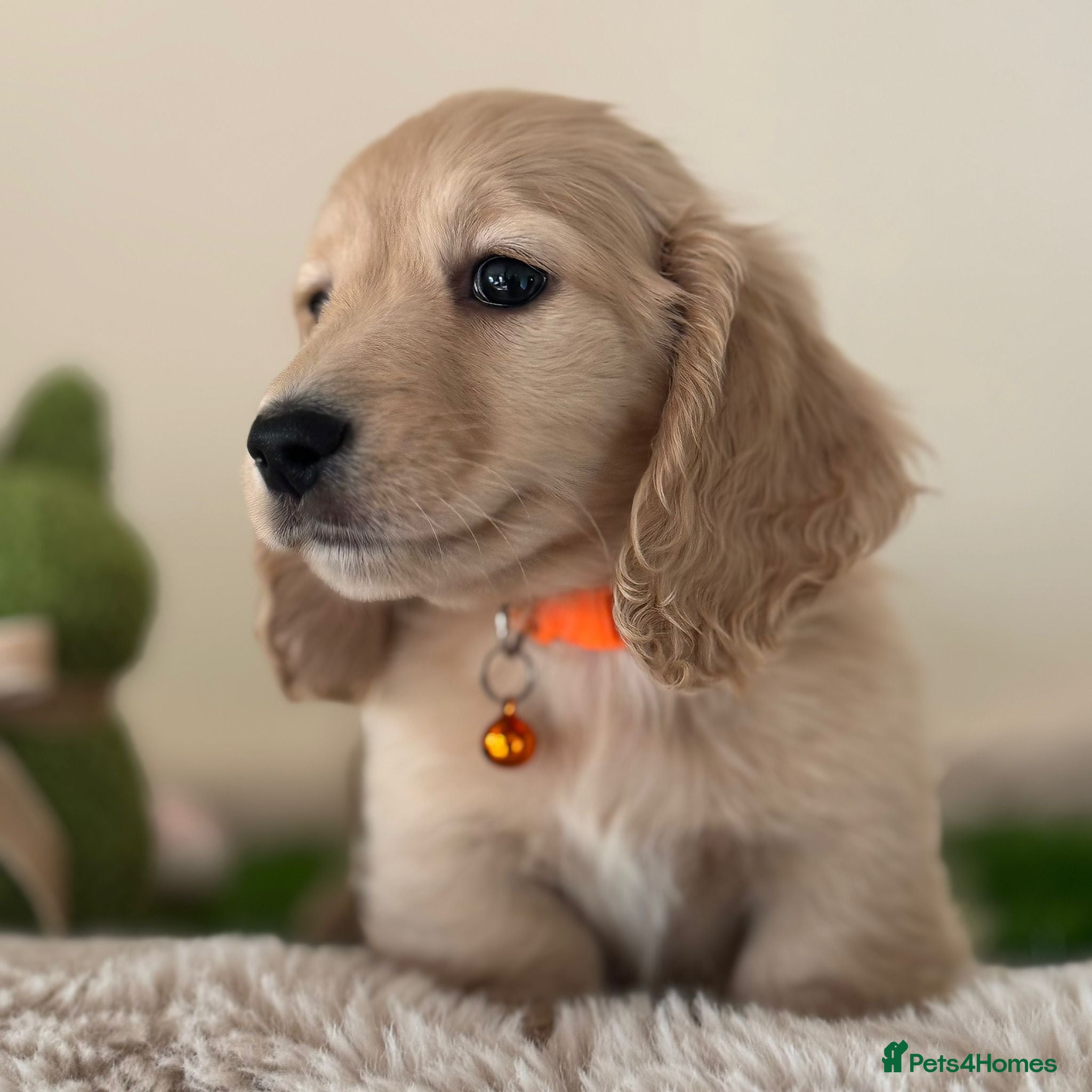 Miniature Dachshund dogs Cream Longhaired Mini Dachshunds - Advert 3