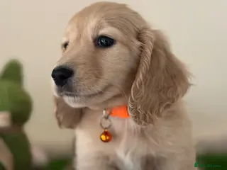 Miniature Dachshund dogs Cream Longhaired Mini Dachshunds - Advert 3