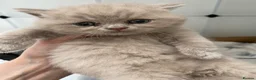 British Shorthair cats for sale: Gccf reg health tested British kittens  - Advert 3