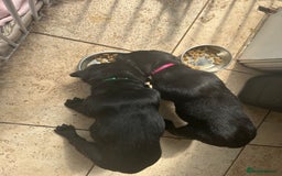 Goldador dogs for sale: One beautiful girl left from a litter of 10  - Image 6