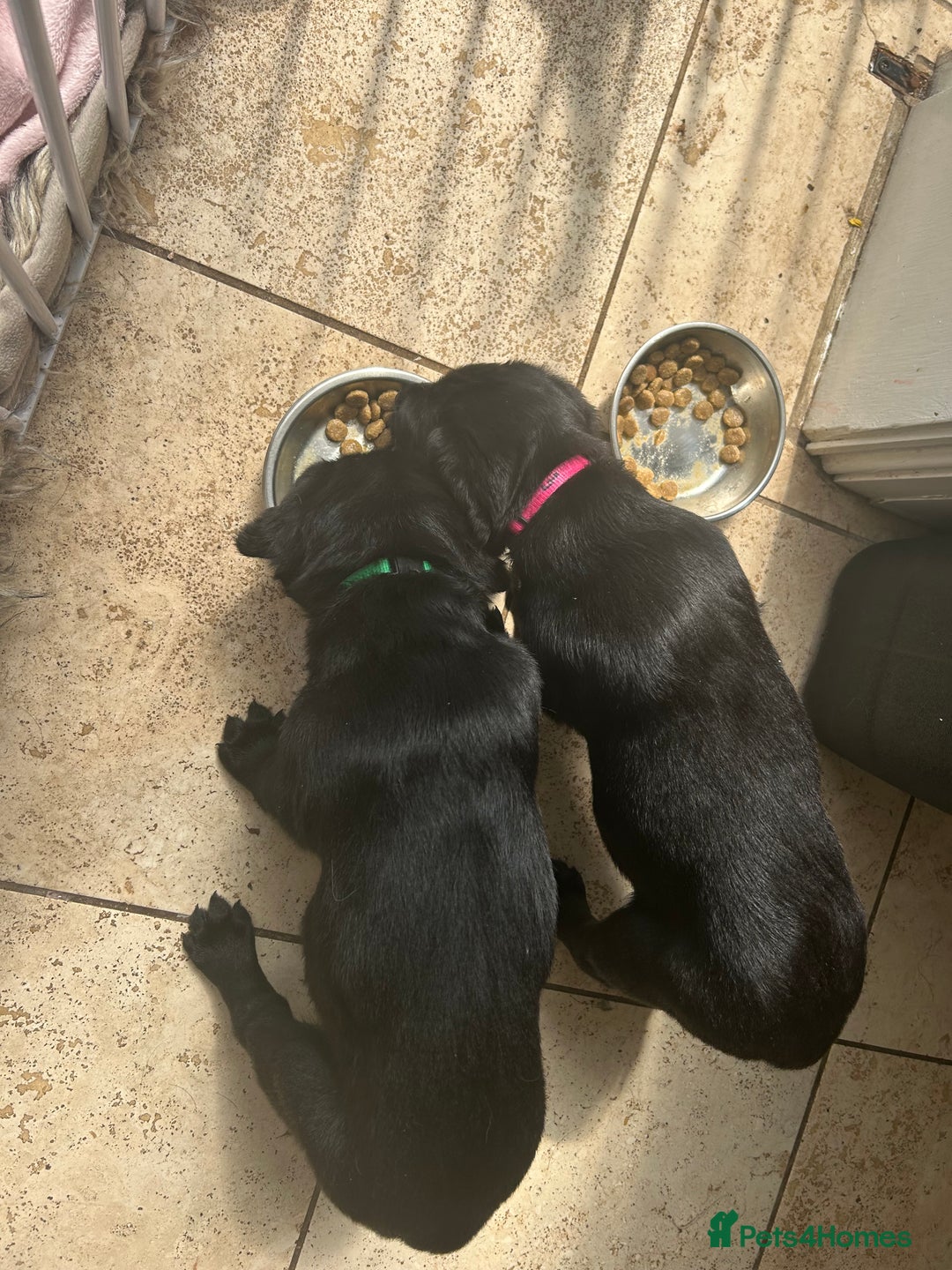 Goldador dogs for sale: One beautiful girl left from a litter of 10  - Image 6