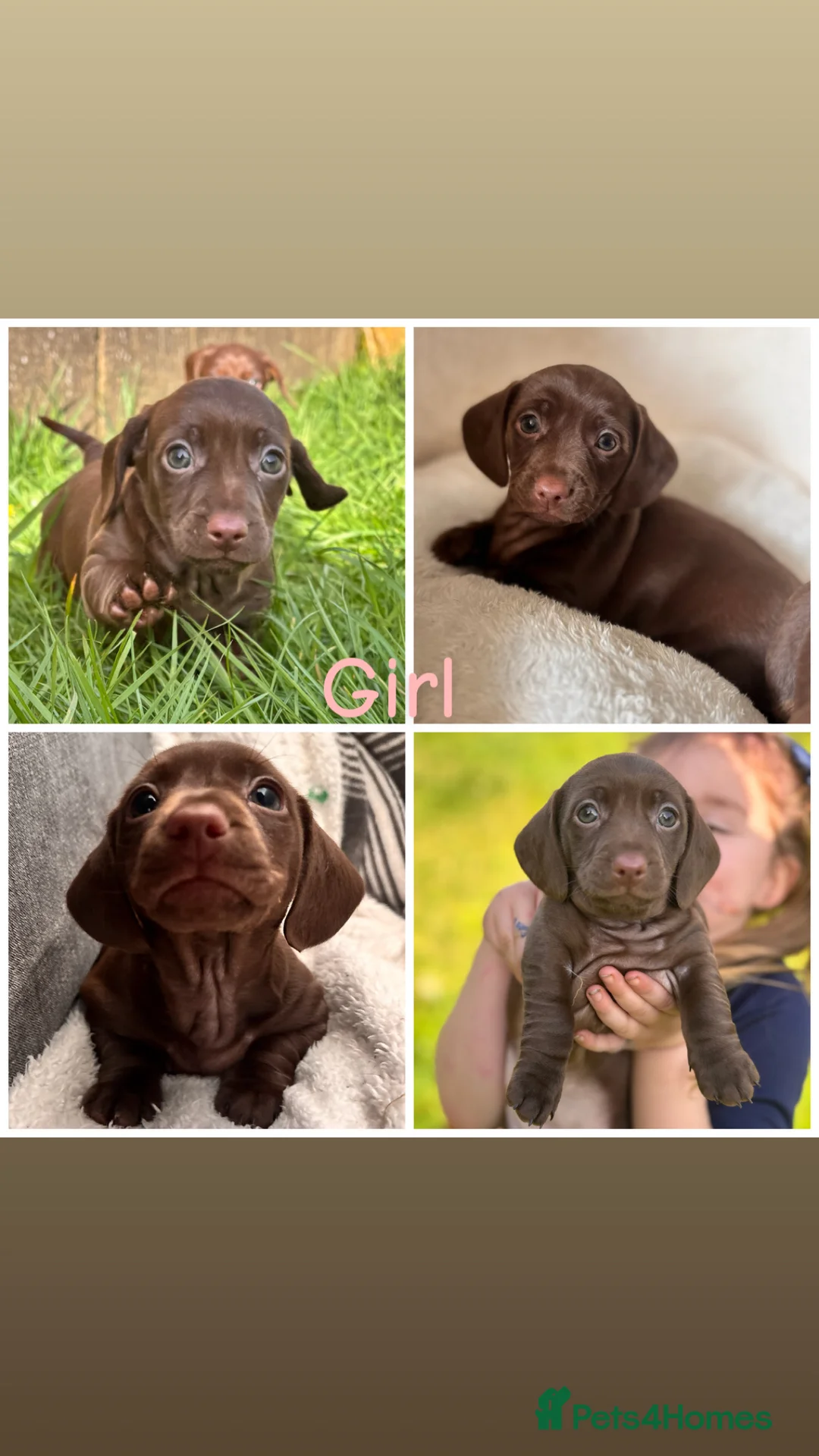 Miniature Dachshund dogs for sale: Miniature dachshunds - Advert 4