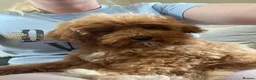 Cavapoo dogs for sale: Merlesque 5⭐️F1b curly teddy bear coats  - Advert 5