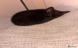 Mixed Breed cats for sale: 1/2 Ragdoll kittens - Image 12