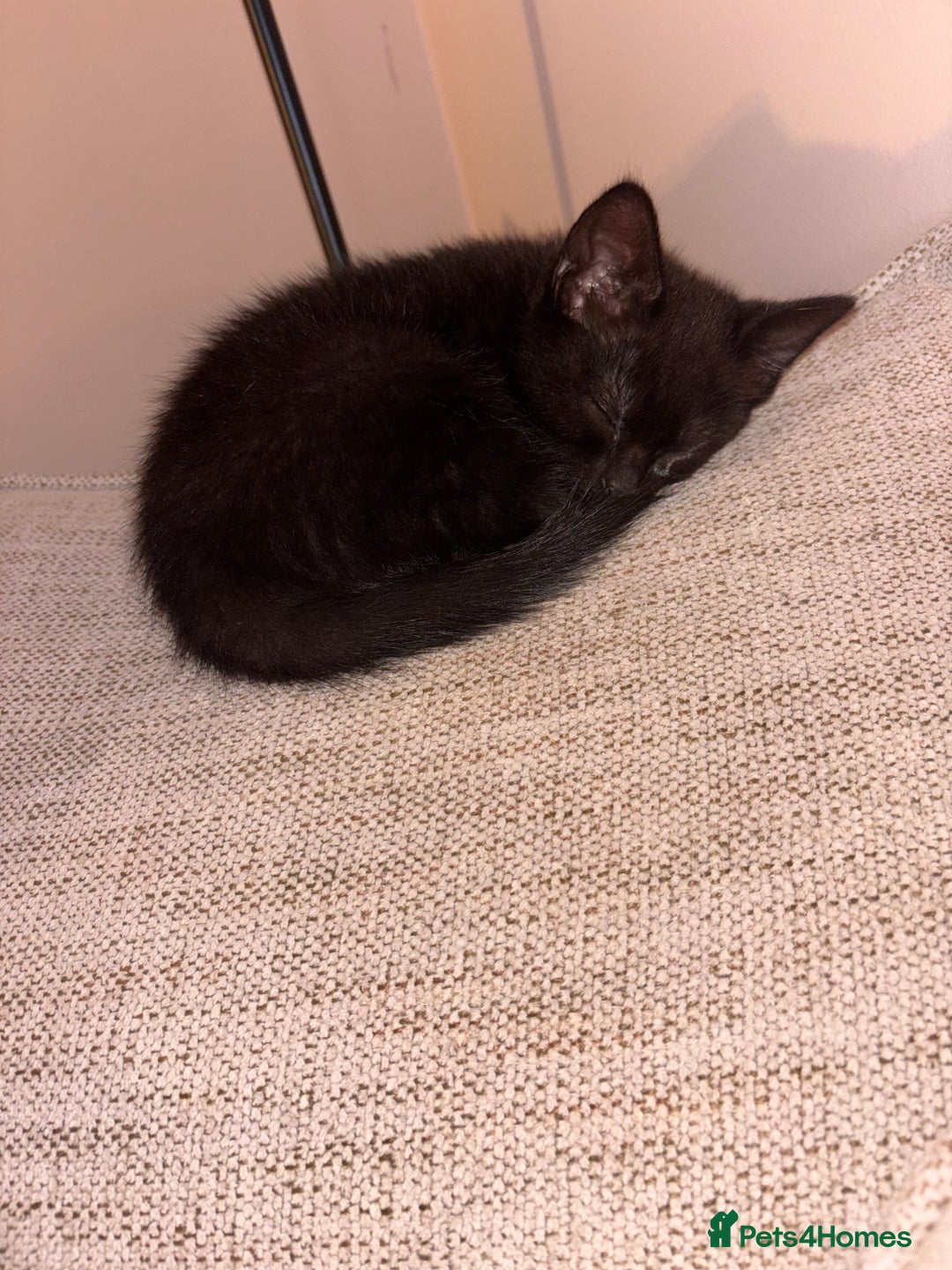 Mixed Breed cats for sale: 1/2 Ragdoll kittens - Image 12