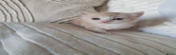 Mixed Breed cats for sale: 3 Gorgeous Little Fluffy Boys - Advert 25