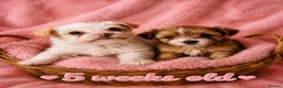 Yorkshire Terrier dogs for sale: 2 gorgeous colourful Yorkshire Terrier girls - Advert 4
