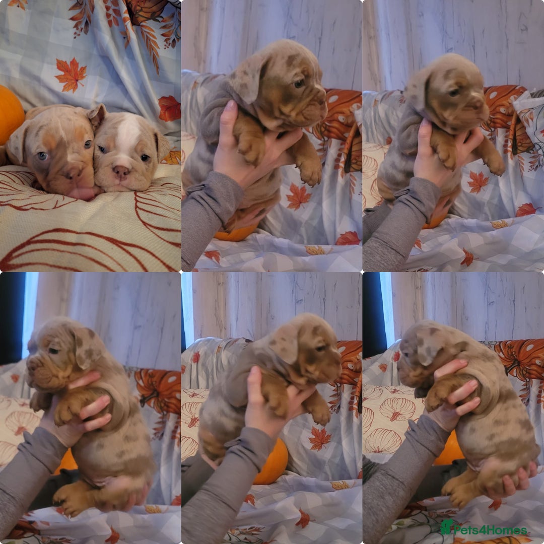 English Bulldog dogs for sale: English Bull dog Puppies - Image 6