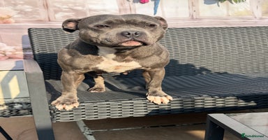 Staffordshire Bull Terrier dogs - Advert 8