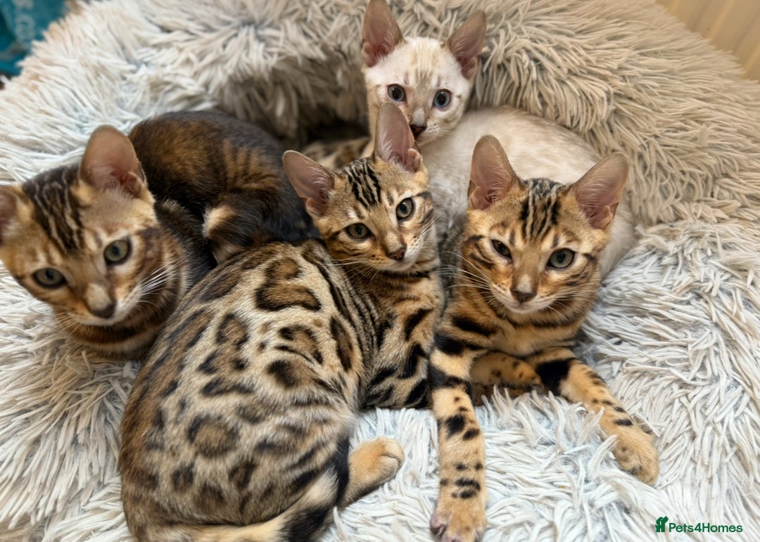 Bengal cats for sale: Pure Bengal Kittens - Image 1