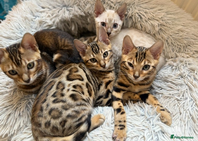 Bengal cats - Advert 2