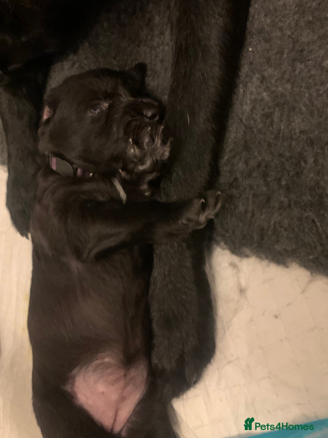 Labradoodle dogs for sale: Adorable Home-Raised F2B Labradoodle Puppies - Advert 14