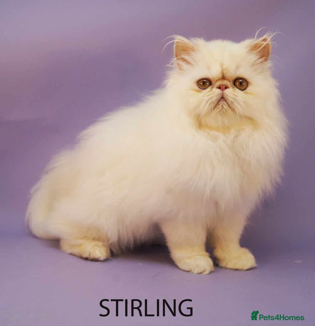 Persian cats for sale: Stunning GCCF Registered Male Persian Kitten - Advert 4
