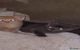 Mixed Breed cats for sale: Kittens for sale - Image 2
