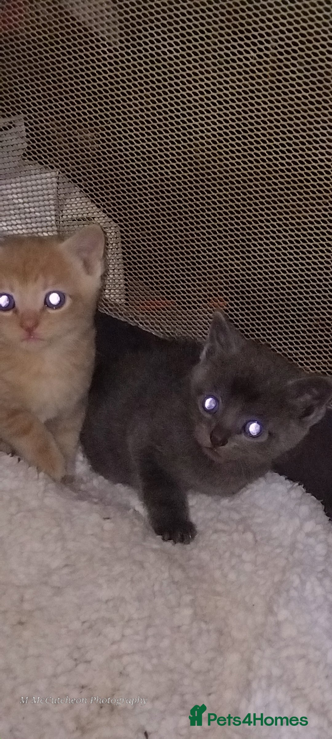 Mixed Breed cats for sale: Kittens for sale - Image 2
