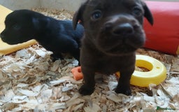 Labrador Retriever dogs for sale: **HEALTH TESTED LABRADOR PUPPIES** - Image 5